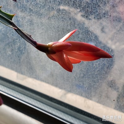 開花了