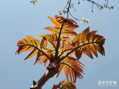 香椿發(fā)芽了  可以來點(diǎn)美味佳肴