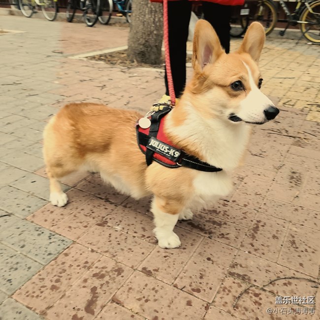 三星Galaxy S20系列 「AI一鍵多拍」功能 了解一下