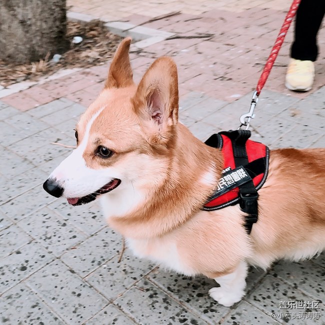 三星Galaxy S20系列 「AI一鍵多拍」功能 了解一下