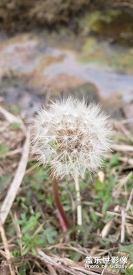 花和種子