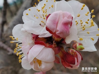 杏花