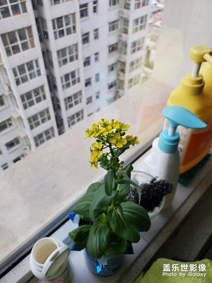 疫情過去，油菜花開，春天也悄悄來到！