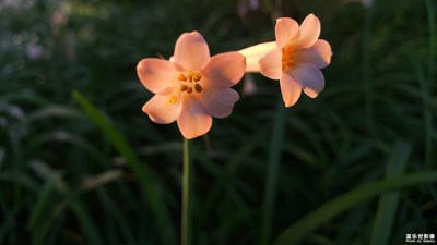 【上下班的路上】+花與落花