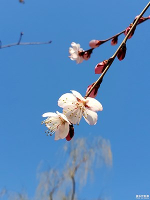 【上下班的路上】+待等花開