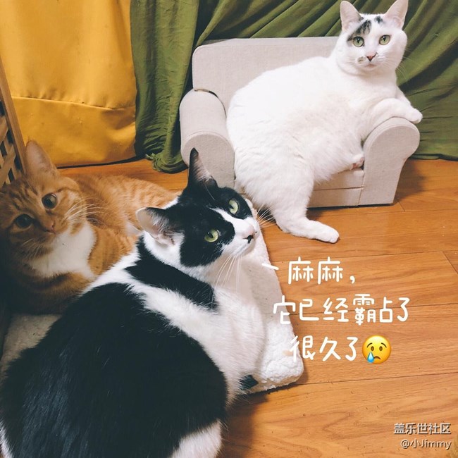 已開獎【寵物活動第十九期】請問，你家主子是戲精么？