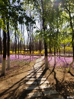 已開(kāi)獎(jiǎng)【蓋樂(lè)世影像周賽第133期】——賞春