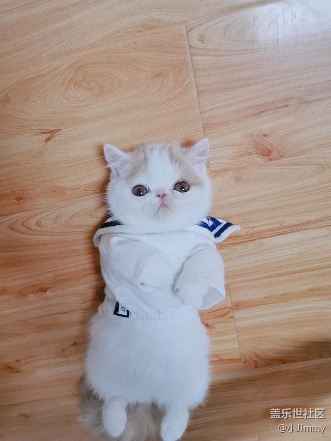 已開獎【寵物活動第十九期】請問，你家主子是戲精么？