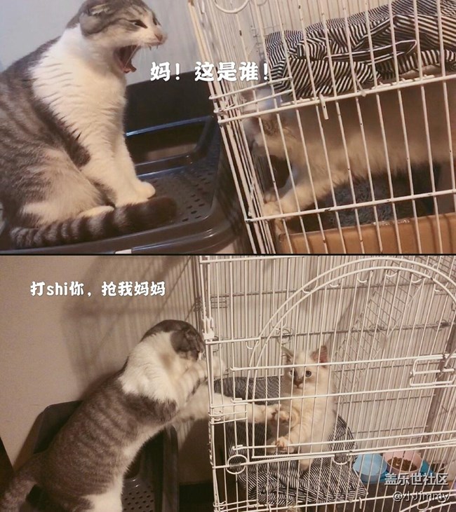 已開獎【寵物活動第十九期】請問，你家主子是戲精么？