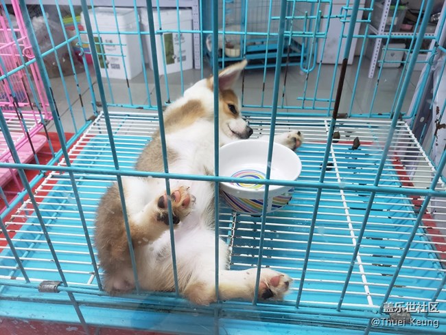 寵物市場隨拍