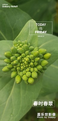 白菜花