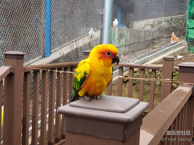 黃邊小太陽鸚鵡