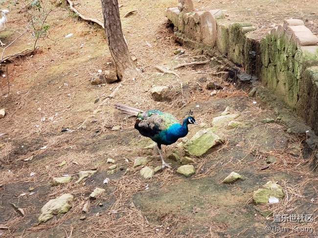 動(dòng)物園隨拍