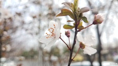 【上下班的路上】+路邊的紫葉李