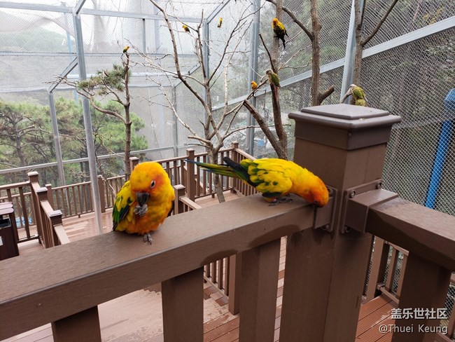 黃邊小太陽鸚鵡