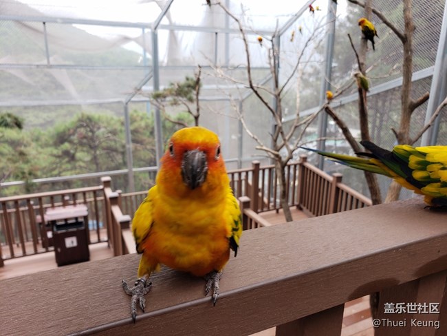 黃邊小太陽鸚鵡
