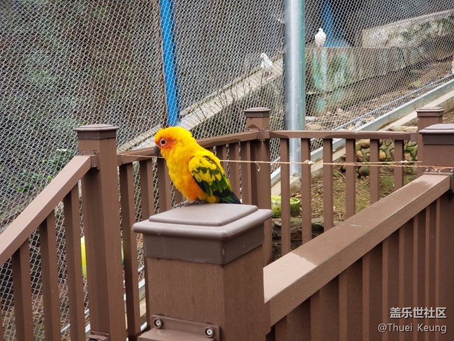 黃邊小太陽鸚鵡
