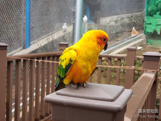 黃邊小太陽鸚鵡