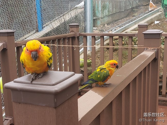 黃邊小太陽鸚鵡