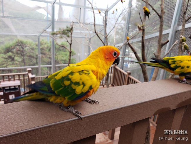 黃邊小太陽鸚鵡