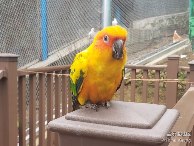 黃邊小太陽鸚鵡