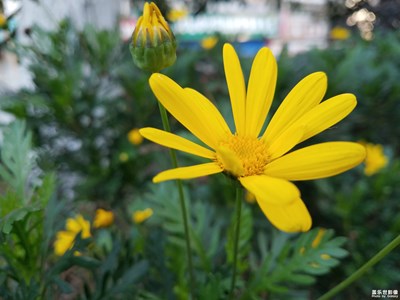 【上下班的路上】+清晨的黃金菊