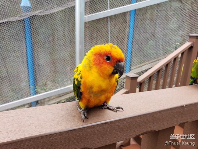 黃邊小太陽鸚鵡