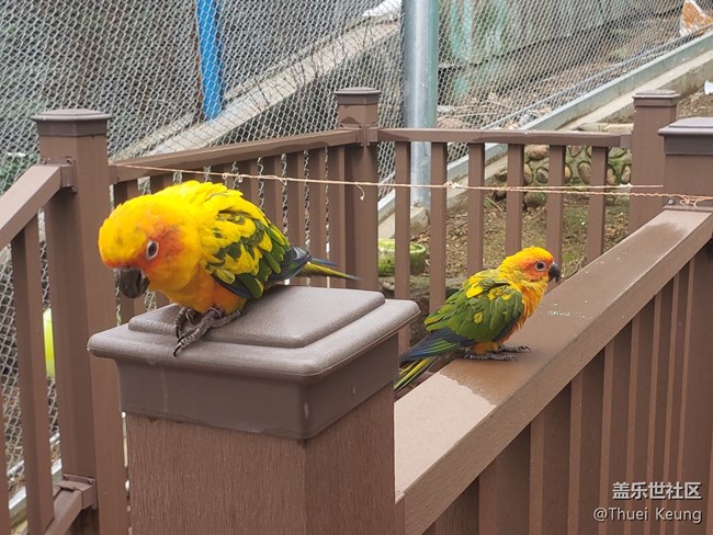 黃邊小太陽鸚鵡