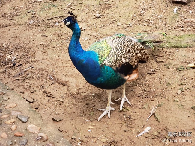 動(dòng)物園隨拍