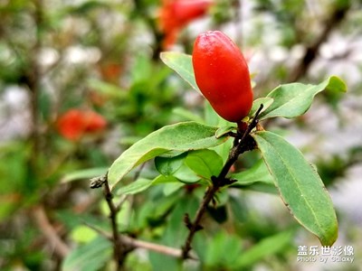 春來看花