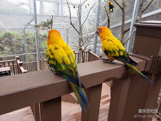 黃邊小太陽鸚鵡