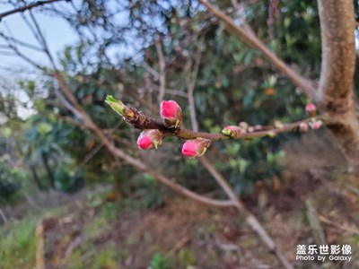 回憶里小時候的春天