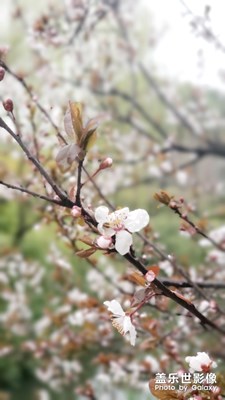 春意漸濃