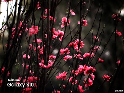 【上下班的路上】+只有春花不待時