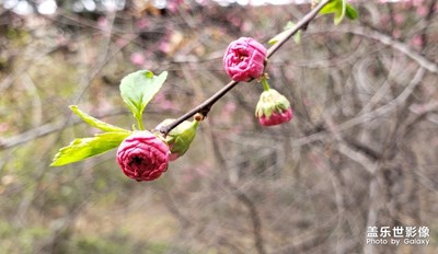 各種花!