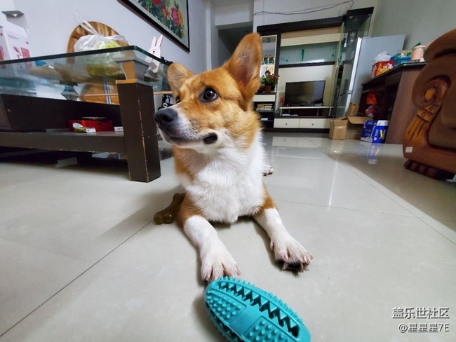 S10鏡頭下的柯基