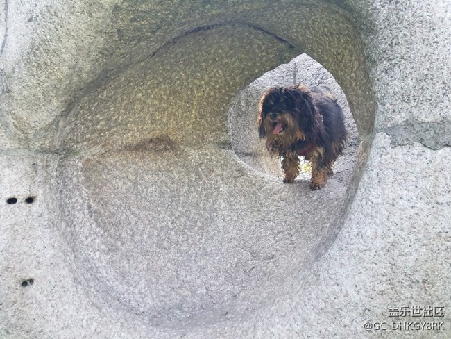 【家有七月】鉆洞的狗狗