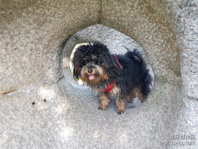 【家有七月】鉆洞的狗狗