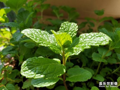 陽臺(tái)綠意濃