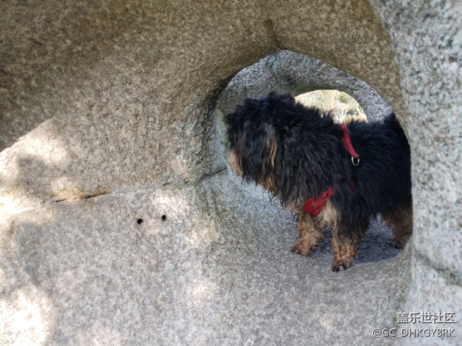 【家有七月】鉆洞的狗狗