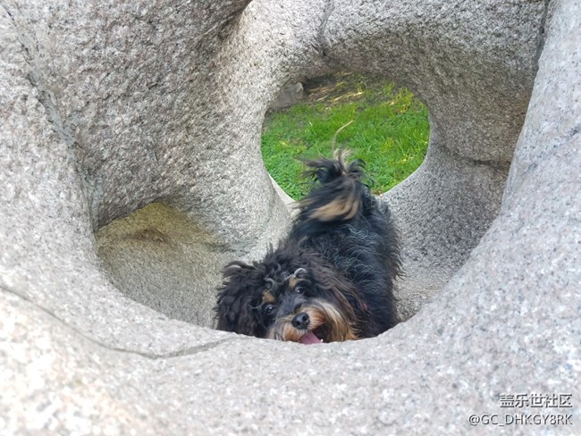 【家有七月】鉆洞的狗狗