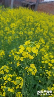 油菜花開