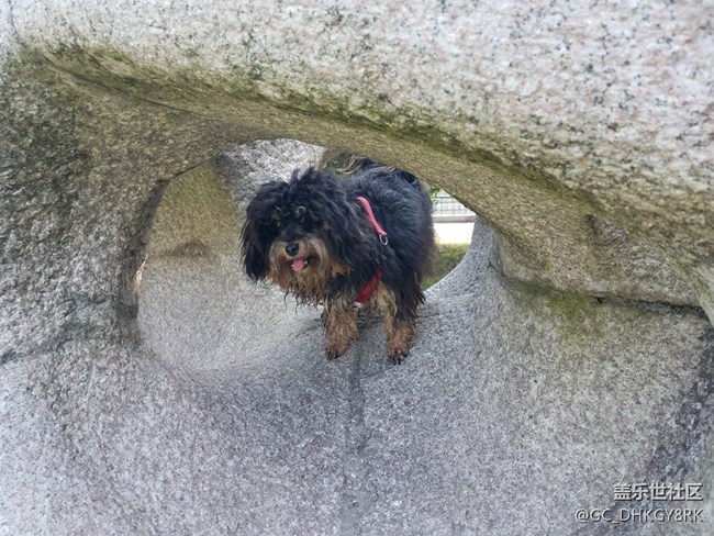 【家有七月】鉆洞的狗狗