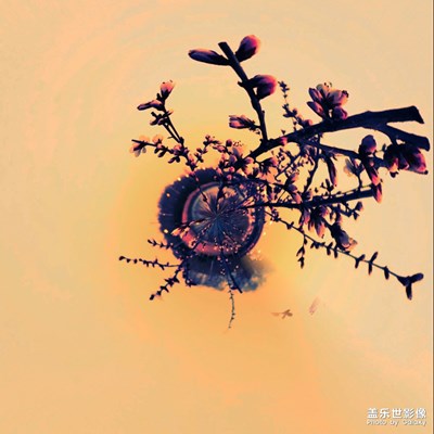 花都開好了