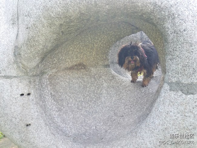 【家有七月】鉆洞的狗狗