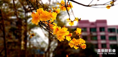 風鈴花