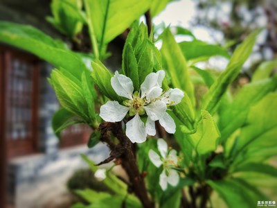 【賞春】+半城春色半城花