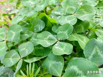 隨便拍拍，盡管手機(jī)拍照不怎么樣？