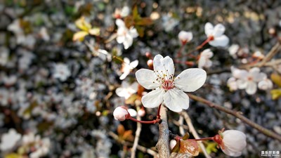 紫葉李，花滿開。