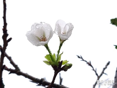 霧里看花